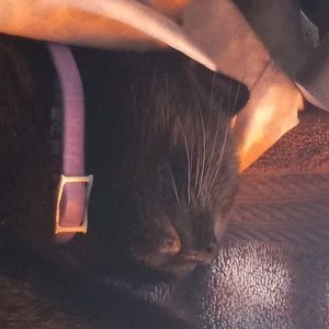 Meet your Posher, Joey